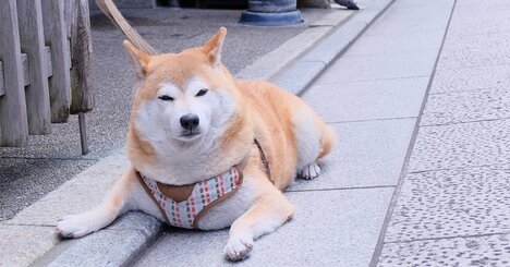 犬の肥満が世界的に増加、「飼い主の運動習慣」と連動している？