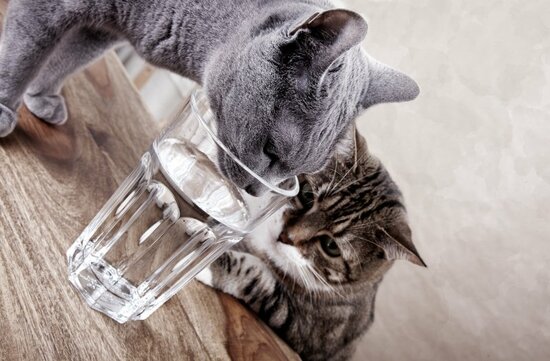 【MIT教授が教える】「ネコの水なめ」に隠された「科学的な驚き」とは？