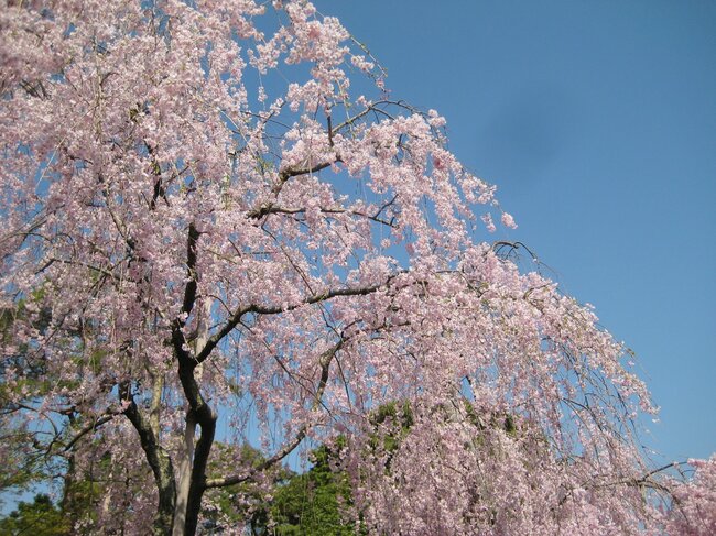 いよいよ桜のシーズンが到来！ 春の京都旅は特別公開との合わせ技で