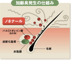 加齢臭発生の仕組み