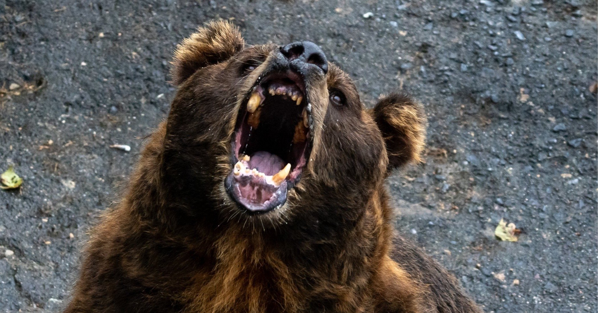 人を狙って街にやってくるアーバンベアをどう減らすのか？　Photo:PIXTA