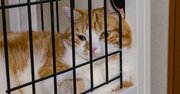 猫の殺処分率が低い都道府県ランキング【完全版】