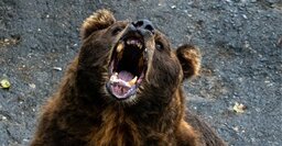 「人を食べるクマ」を山から街に追い出している“意外な動物”の正体とは?