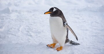 ペンギンの「死の行進」動画が20年ぶりにバズる不思議な理由