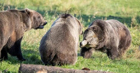 糖尿病の治療で「クマの冬眠」に注目集まる、米国での研究結果とは
