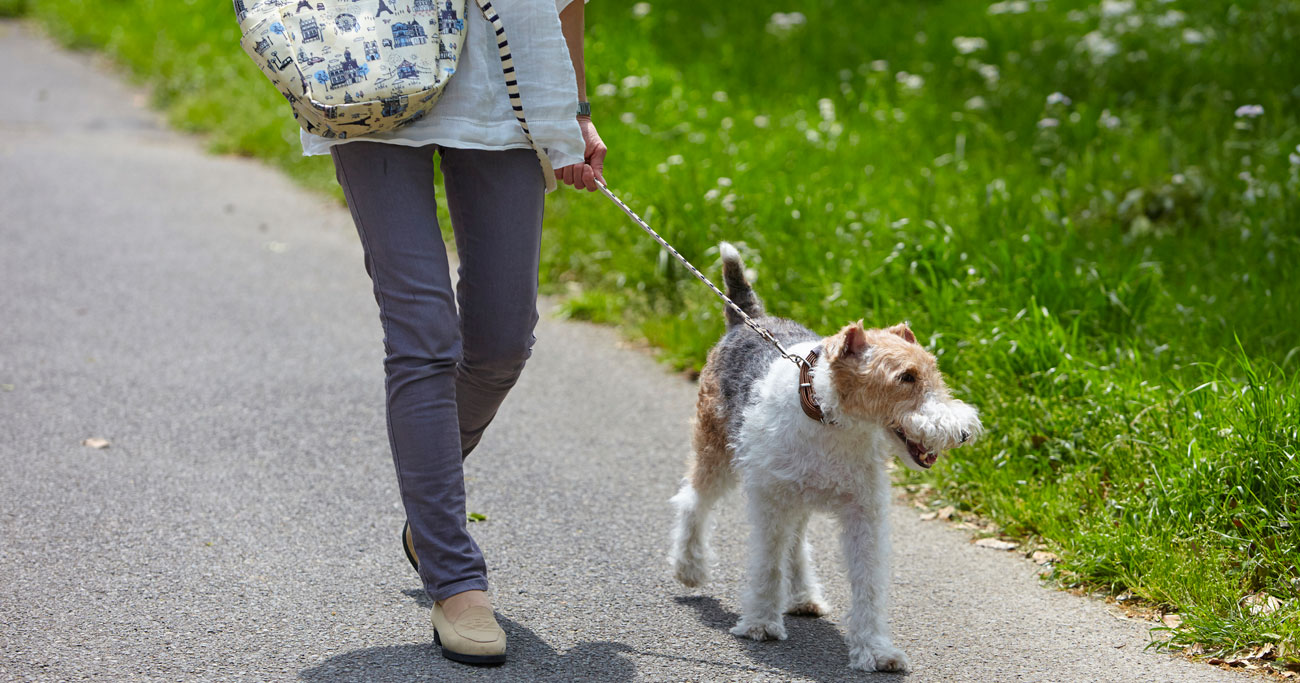 犬を飼うことは心臓や血管の健康につながる可能性