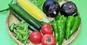 夏の「定番の食べ物」で約500人が食中毒…実は危ない「生食の野菜」、付着している菌の正体とは?