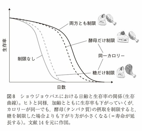 図8：ショウジョウバエにおける日齢と生存率の関係（生存曲線）