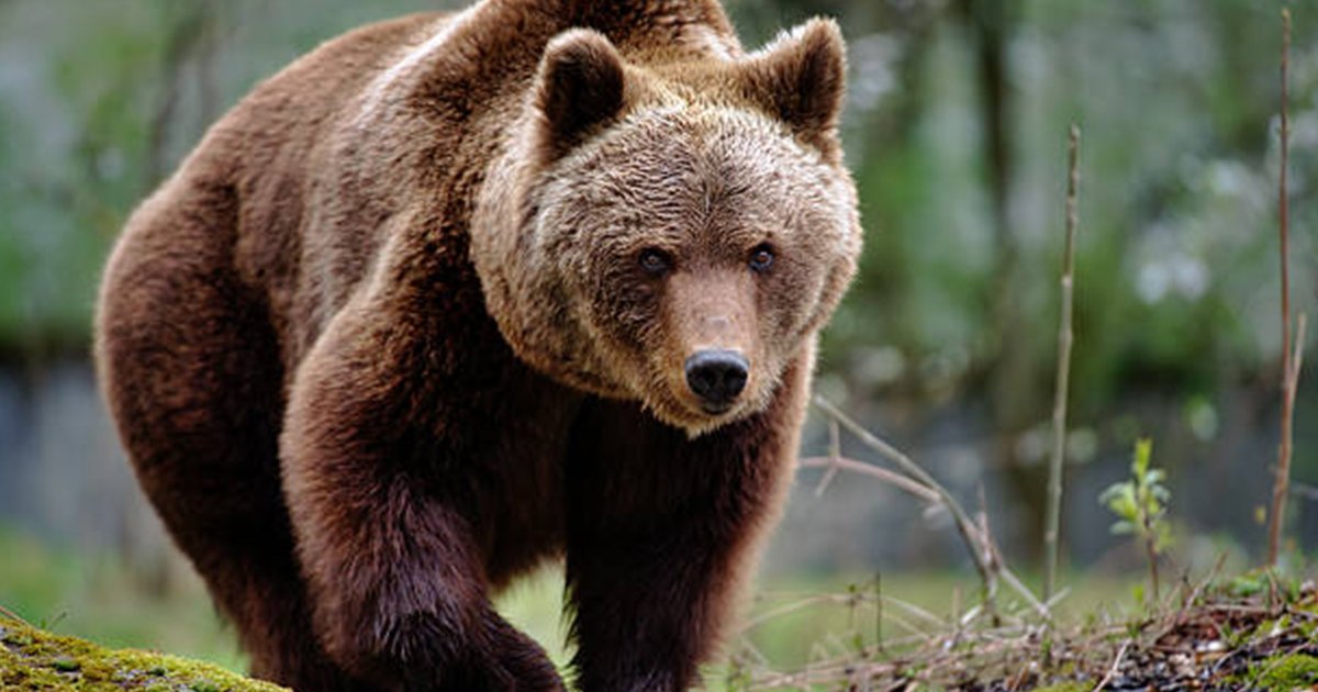 クマが逃げ出す「意外な最強アイテム」とは?