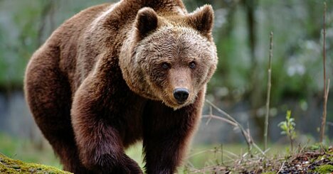 クマが逃げ出す「最強アイテム」とは？“猟師歴40年のベテラン”が毎回10個持ち歩く