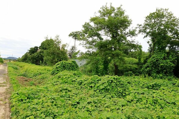 永原城（永原御殿）本丸の西側には堀が並行して伸びる