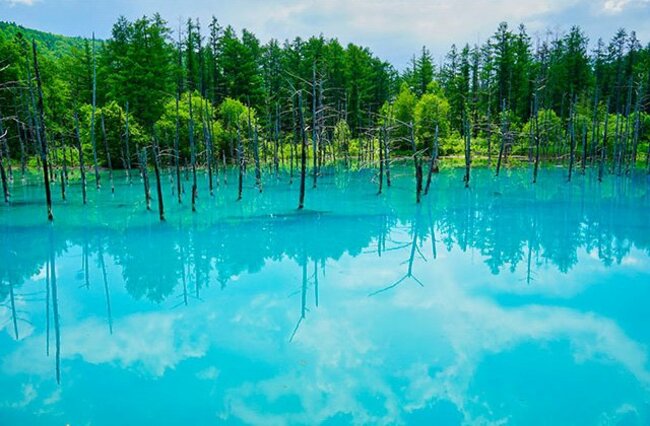 立ち枯れたカラマツが印象的な美瑛の青い池