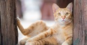 猫が飼い主をたっぷり困らせるための10の方法