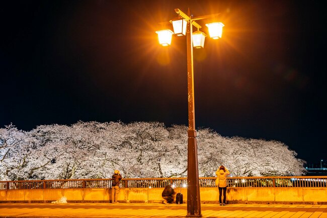 写真：足羽川桜並木の夜桜