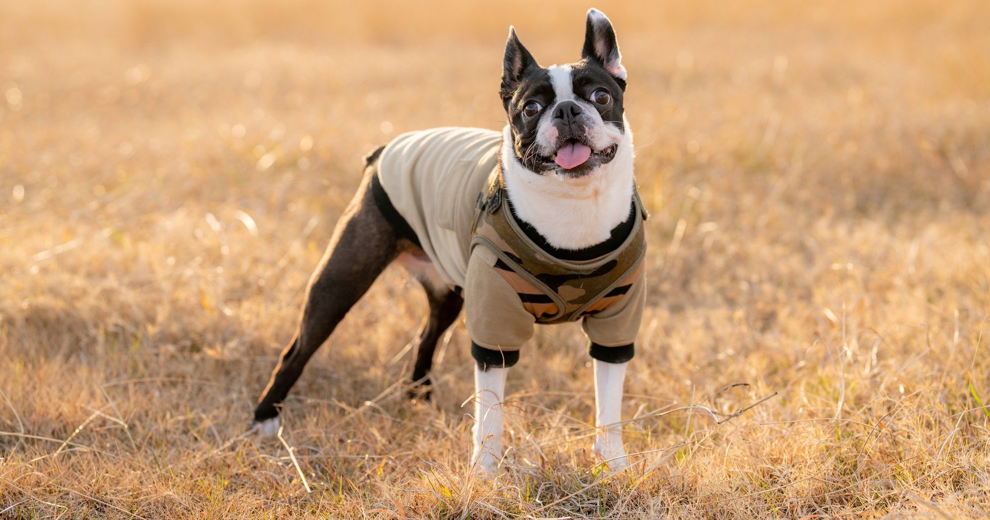 「愛犬家は健康な人が多い」のなぜ、ふだん何気なくやっている意外な習慣とは【日本在住1041人調査】