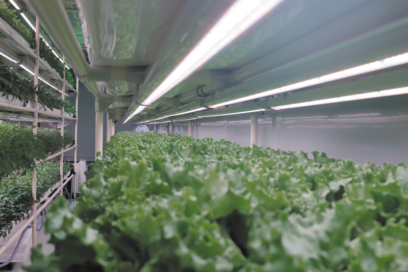 独自の化学技術を生かし世界有数の植物工場を運営へ