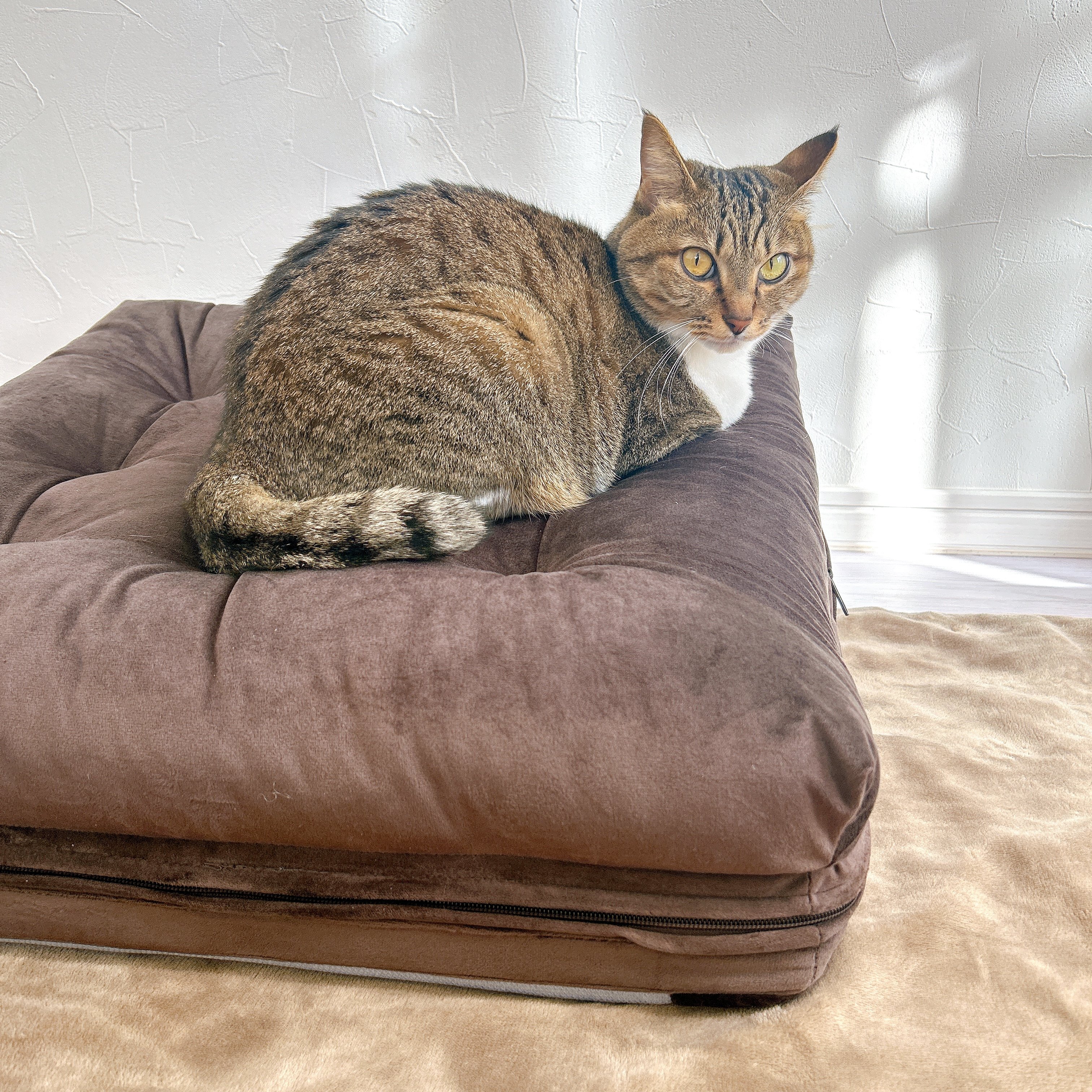 もう座椅子いらないじゃん…！カインズの“ズレない背もたれ”がソファ並みの気持ちよさ！「素晴らしい商品です」「こーゆーの探してた！」