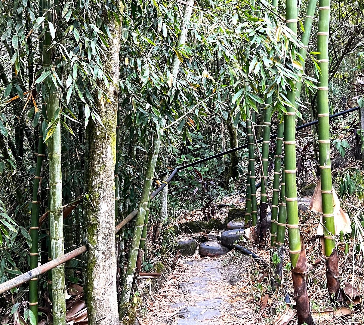 知られざる山奥の秘湯に一緒に入ろう!コロンビアで超豪快な「最も高熱な滝湯」につかる