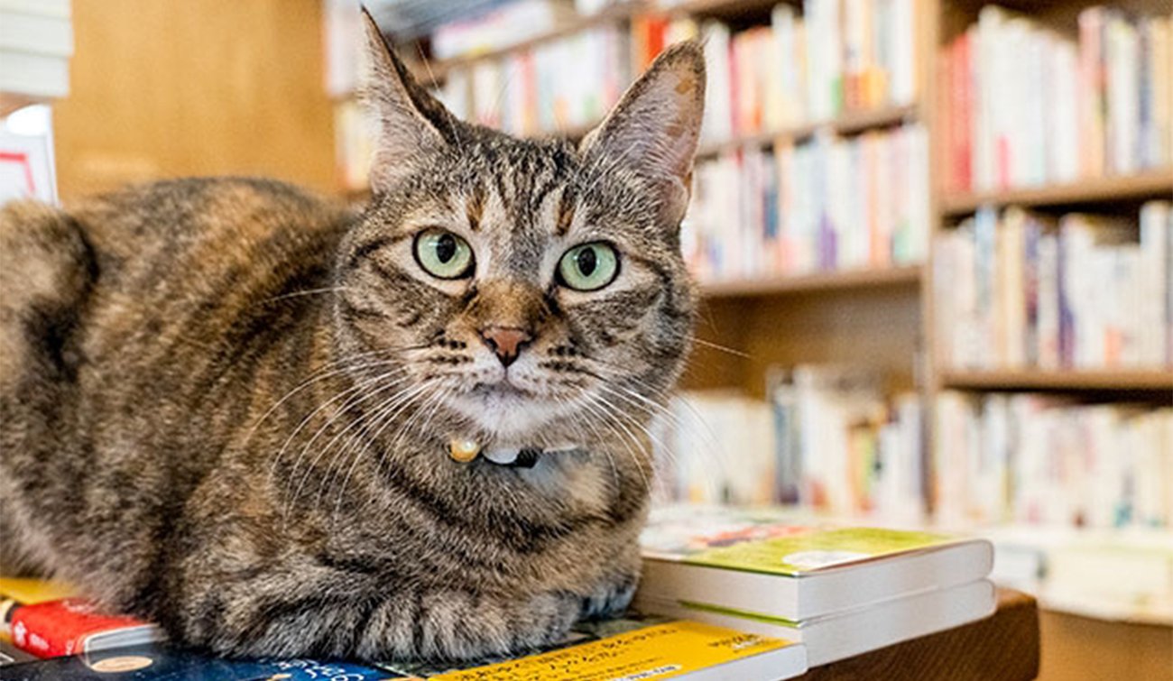 猫本専門店『Cat's Meow Books』の読太ちゃん