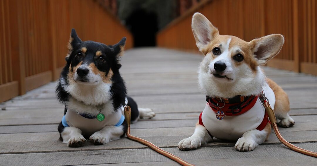 かわいいコーギー犬 photo: Photo AC