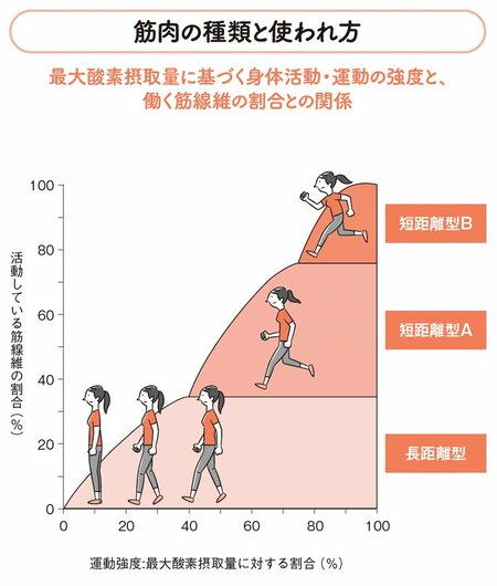 図表:筋肉の種類と使われ方