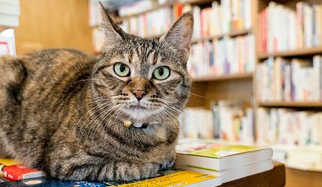 猫本専門店『Cat's Meow Books』の読太ちゃん