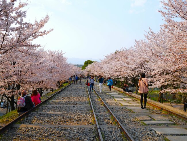 インクラインで見る桜