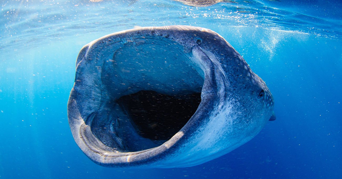 【精神科医が教える】なぜか人生がうまくいく人の共通点…「ジンベイザメ」な生き方とは？