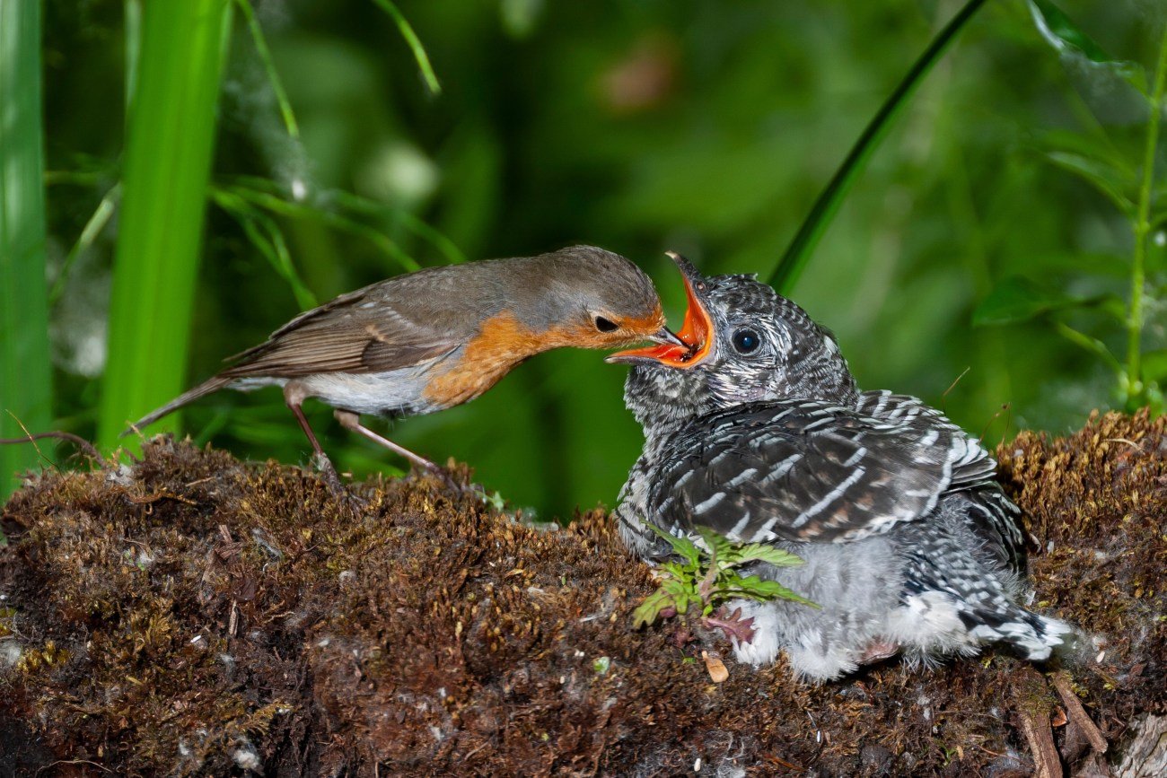 【カッコウは自分で子育てをせず、他の鳥に子育てさせる】ダーウィンが教える、カッコウに「托卵」という“奇妙な本能”が生まれた理由
