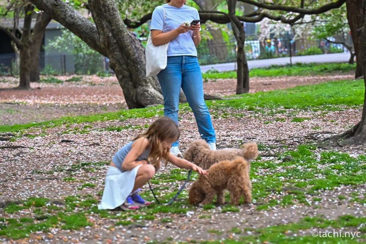 子供は犬と仲よし