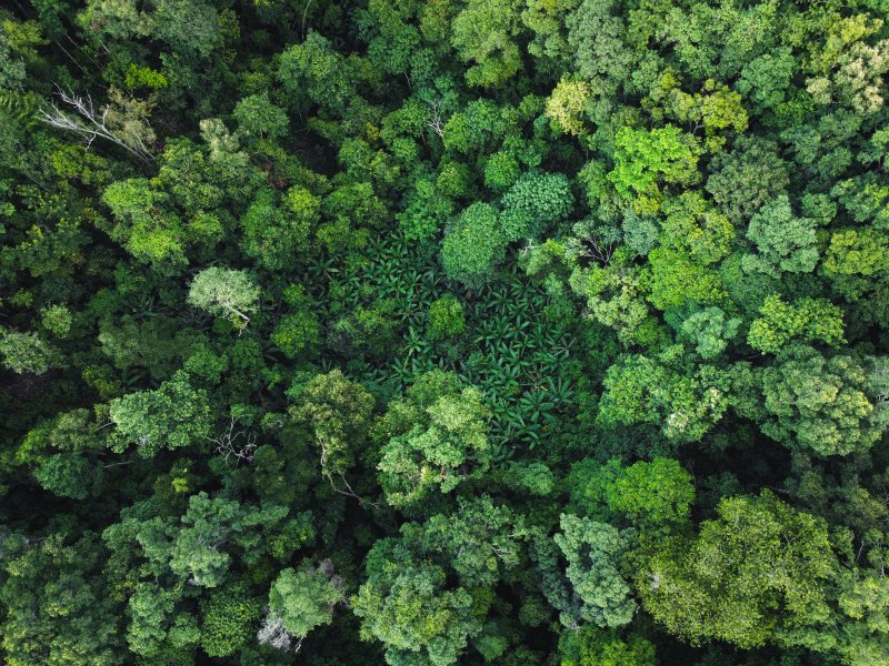 【科学者が語る】カナダの森の地中に隠された「あまりに巨大すぎる脳」…その驚きの正体は?