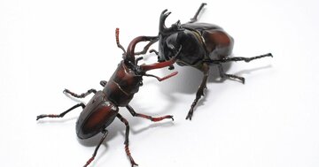 「カブトムシ」VS.「クワガタ」対決――昆虫界の真の王者はどっちだ?