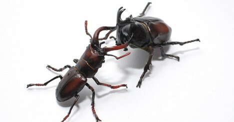 「カブトムシ」VS.「クワガタ」対決――昆虫界の真の王者はどっちだ？