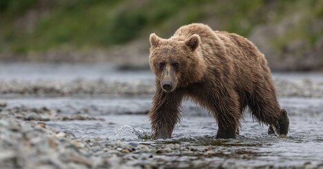 「耳の付け根から鼻柱までザックリ割れて…」ヒグマを追い詰めた勇敢な猟犬の「死闘の結末」