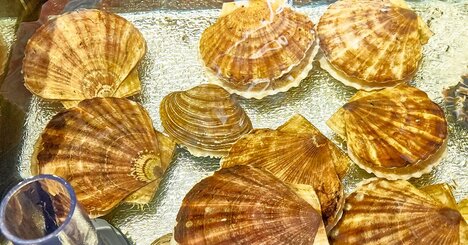 納豆アレルギーと「ホタテ」に意外な関係の可能性、北大の研究結果とは