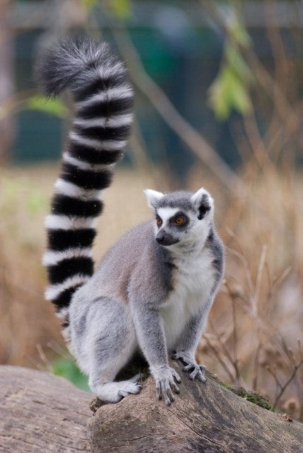 野生の珍獣に出合える海外スポット12選 前編 愛らしいメガネザルから大トカゲまで 地球の歩き方ニュース レポート ダイヤモンド オンライン