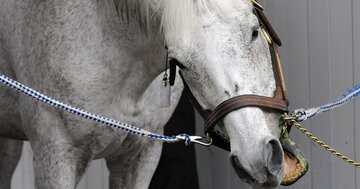 オグリキャップ、やっぱ只者じゃなかった…地方の無名馬が“伝説の名馬”になった原点