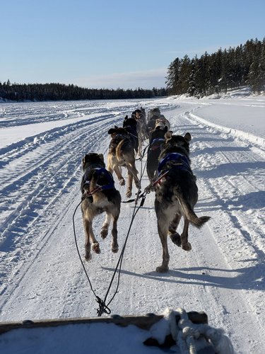 時速約40キロで、8キロのコースを一気に駆け抜ける、優れた身体機能を持つアラスカンハスキー