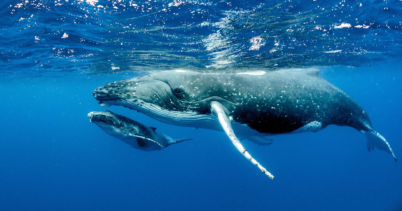子クジラが母クジラの口の中へ。さらにはイルカも口の中へ【とても感動的な「クジラの抱擁」とは？】