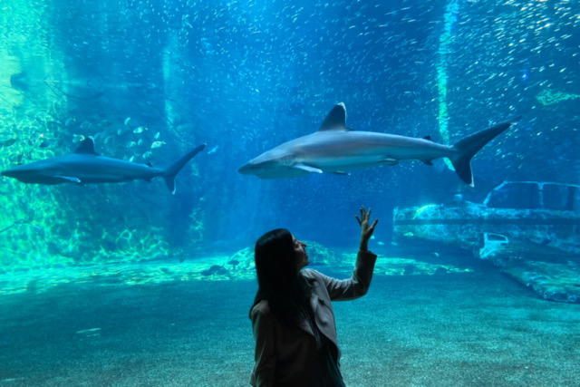 「南アフリカ」冬でも温暖な海沿いの町ではイルカやクジラのジャンプも見える