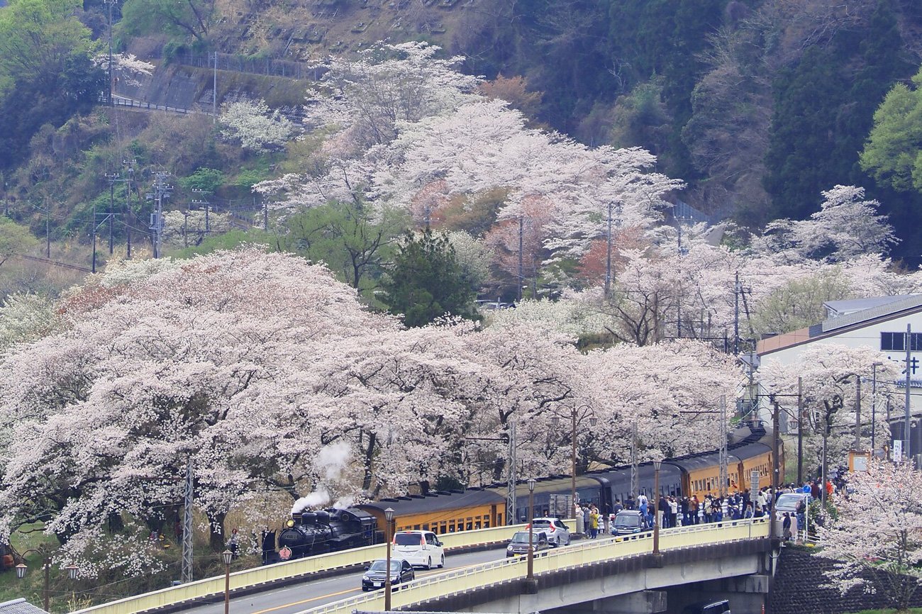 写真：静岡県,家山,桜,SL