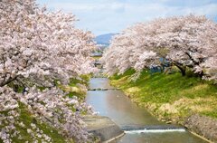 家でお花見を楽しむ方法。オンライン映像配信・イベントや、桜の宅配も