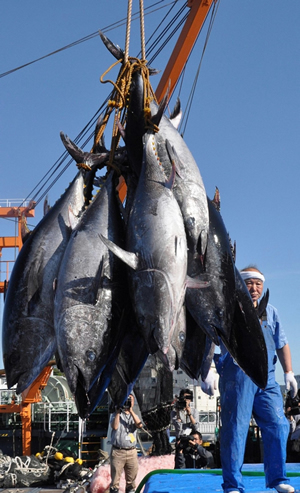 マグロが回転寿司から消える日がやってくる!?<br />漁獲規制では解決しない日本の魚食問題の根深さ