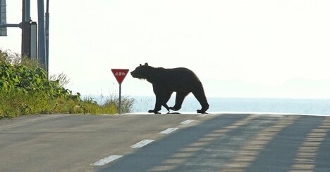 メガソーラーでも山林減少でもない…クマ大量出没の“本当の理由”
