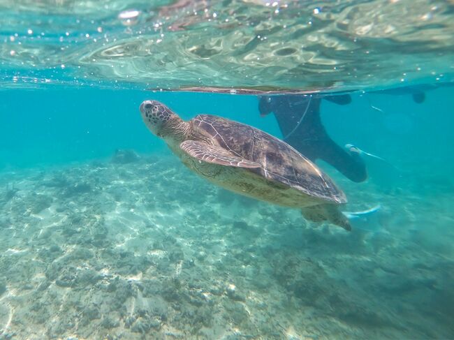 ウミガメと一緒に泳ごう！多様な生き物に出会える世界自然遺産「奄美」を自由に巡る旅