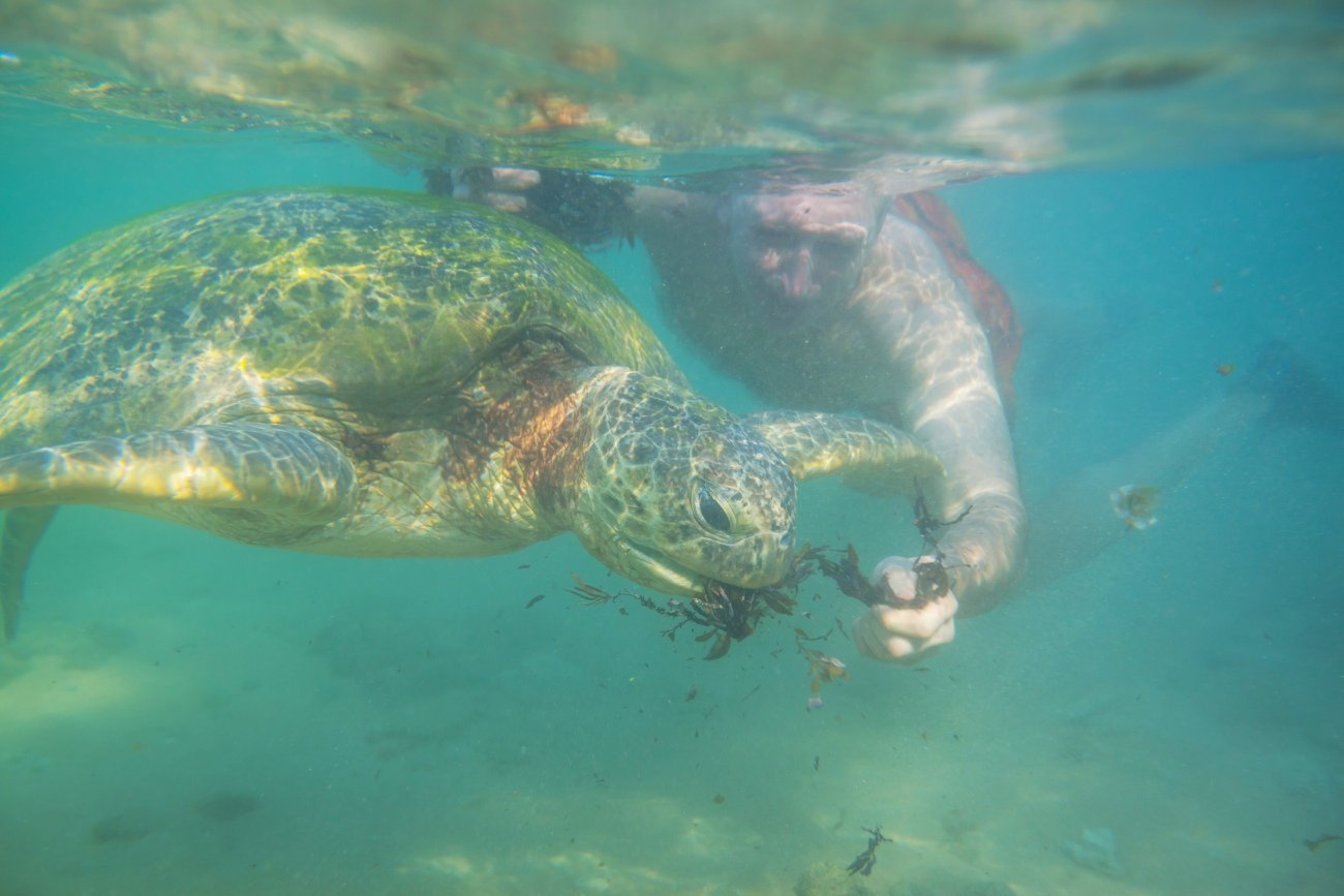 ウミガメを生で食べ、肛門から水分を摂取して生き延びる……。椎名誠に聞く「漂流者たちのおどろきの食事」
