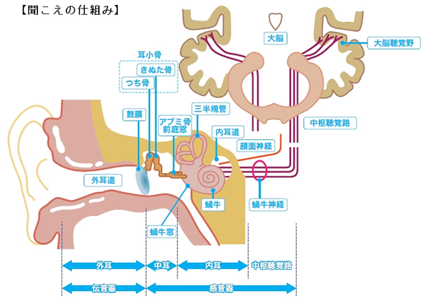 ある日突然、朝起きたら耳が聞こえない!<br />1週間以内で勝負が決まる「突発性難聴」