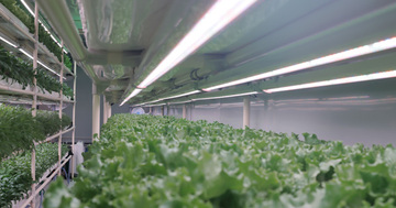 独自の化学技術を生かし世界有数の植物工場を運営へ