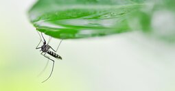 蚊が媒介する「ジカ熱」とは？妊婦はとくに注意、性行為で感染も
