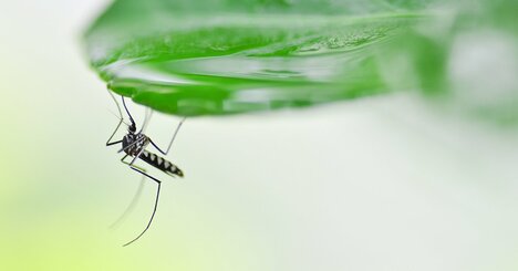 蚊が媒介する「ジカ熱」とは？妊婦はとくに注意、性行為で感染も